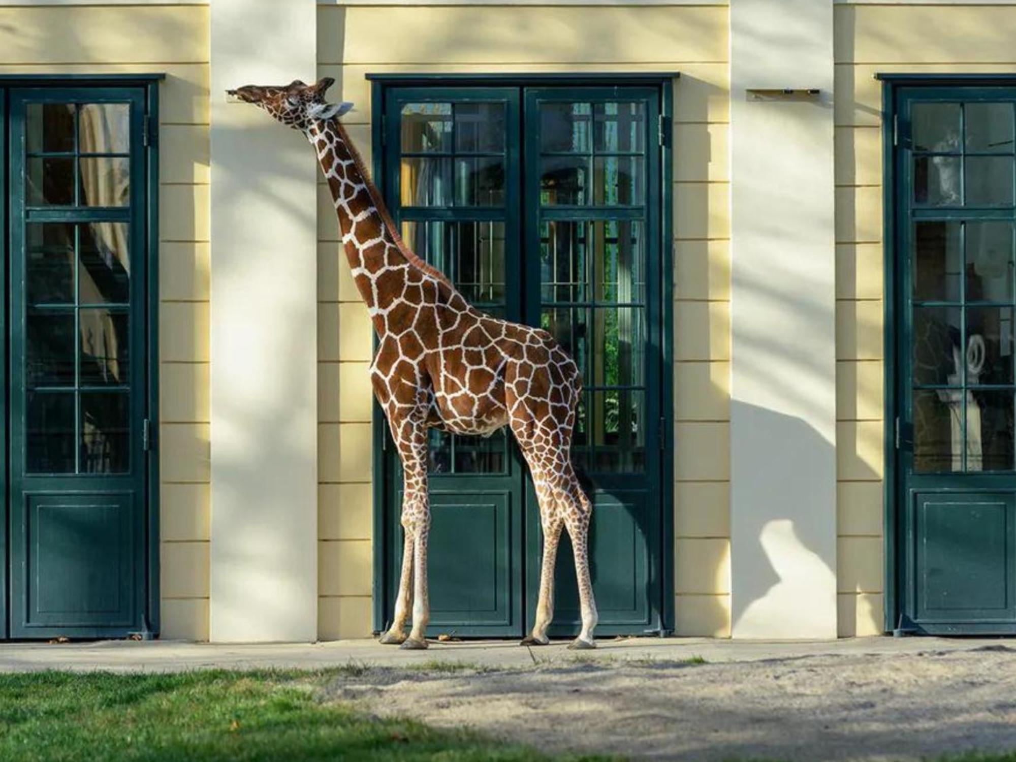 Kaiser Lodge - Rooftop Pool & Underground Car Park By Alpenluxus Appartements Vienna Esterno foto